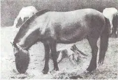 Свершенное наукой чудо возвращение из небытия тарпана Эта фотография - фото 100