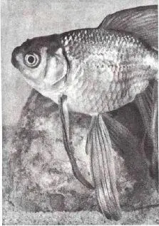 Понастоящему домашних рыб только две карп и золотая рыбка Некоторые ученые - фото 238