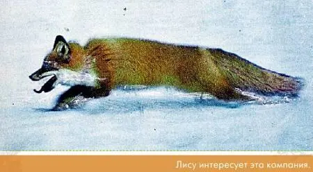 Я чувствую наступило время снимать Шорох хрюканье визг Щелчки зеркала в - фото 67