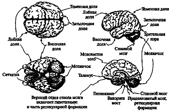 Рис 91Мозг человека вид сверху сбоку снизу и в разрезе Большая покрытая - фото 212