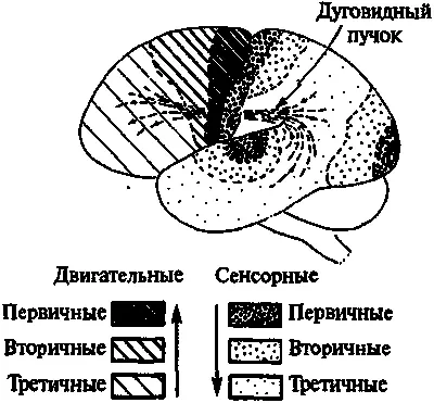 Рис 95Функции большого мозга грубая схема Сенсорная информация извне - фото 216