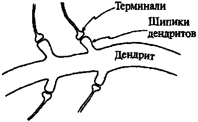 Рис 915Синаптические контакты образуемый шипиками дендритов Эффективность - фото 227