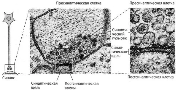 63 Как сигнал переходит из клетки в клетку Первые микрофотографии синапсов - фото 25