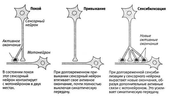 151 Анатомические изменения сопровождающие долговременную память У этих - фото 51