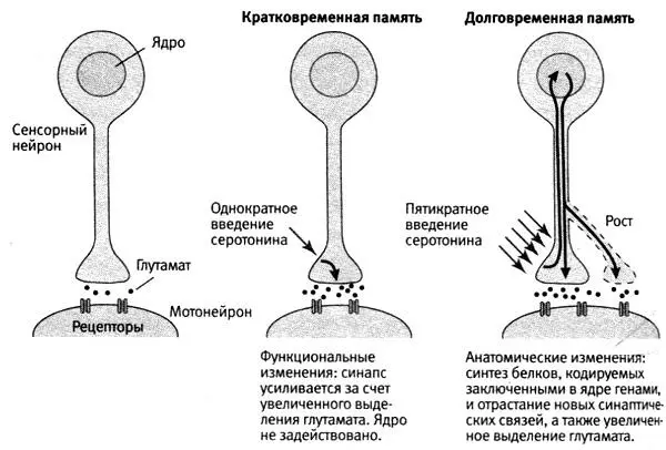 184 Изменения в отдельном сенсорном нейроне и отдельном мотонейроне лежащие - фото 61
