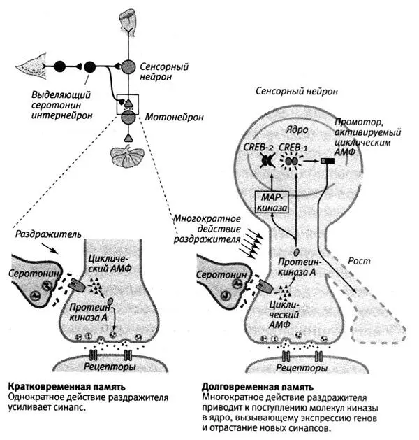 191 Молекулярные механизмы кратковременного и долговременного привыкания - фото 62