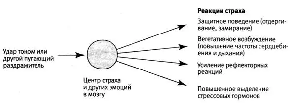 251 Эволюционно консервативный механизм защитных реакций страха Обе формы - фото 69