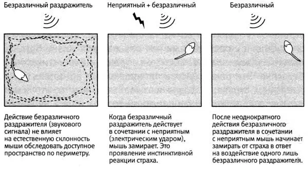 252 Формирование у мышей приобретенного страха Хотя система нейронных - фото 70