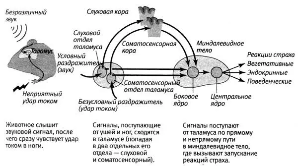253 Нейронные проводящие пути обеспечивающие реакцию приобретенного страха - фото 71