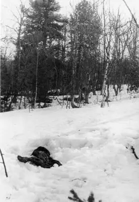 Снимок 1959 г двух кедров большой кедр слева и тряпка предположительно - фото 101