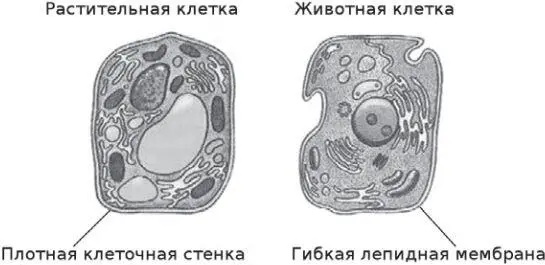 Ну и последний самый важный аргумент в подтверждение того что автолиз сырой - фото 8