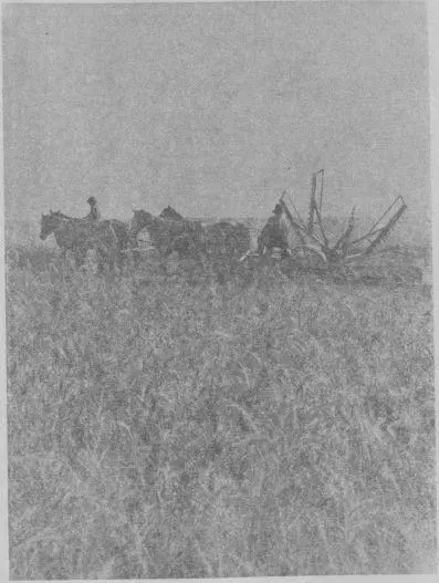 Станица Медведовская Уборка хлеба 1909 г Станица Варениковская Крымский - фото 19