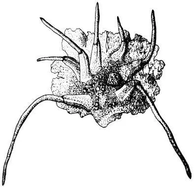 Рис 14 Представитель класса Антоцеротовых Anthoceros telaganus Хорошо - фото 14