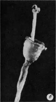 Таблица II а бокоплодный листостебельный мох Ptilium cristacastrensis - фото 26
