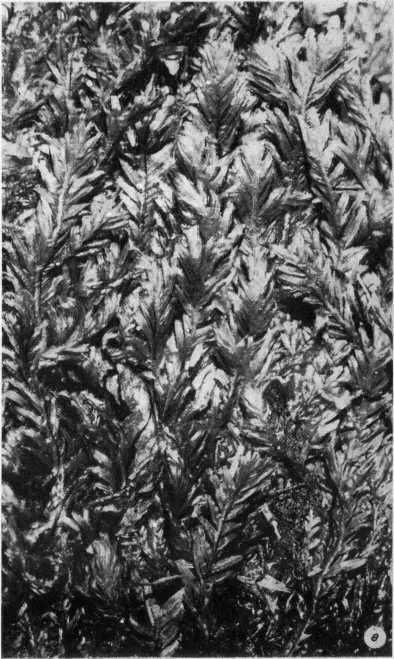 Таблица III а коробочка верхоплодного листостебельного мха Tortula muralis - фото 30