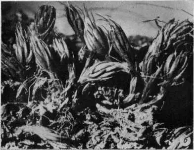 Таблица V а часть дерновки верхоплодного листостебельного мха Jaffueliobryum - фото 36