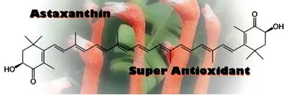 Рис Астаксантин имеет уникальную молекулярную структуру Источник - фото 20