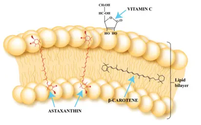 Рис Действие астаксантина клеточному мембрану Источник - фото 21