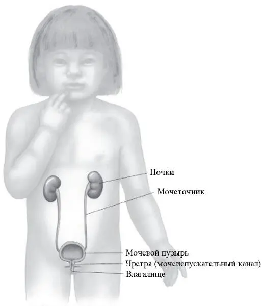 Мочеполовая система Кровь в моче гематурия Если моча имеет красный - фото 219