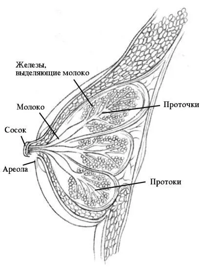 Молоко вырабатывается специальными железами Затем молоко через проточки - фото 28