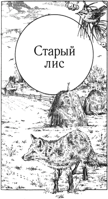 Старый лис Соперник В тот весенний день на территории старого лиса - фото 2