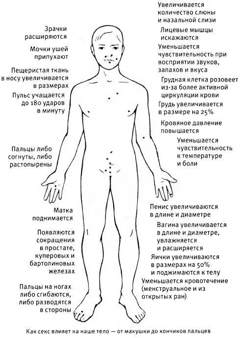 Пенис эрогенная зона 1 В одном из залов ресторана отеля Мариотт за - фото 14