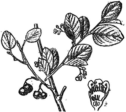 Рис 17 Кизильник черноплодный 1 ветка с цветками и плодами 2 цветок в - фото 17
