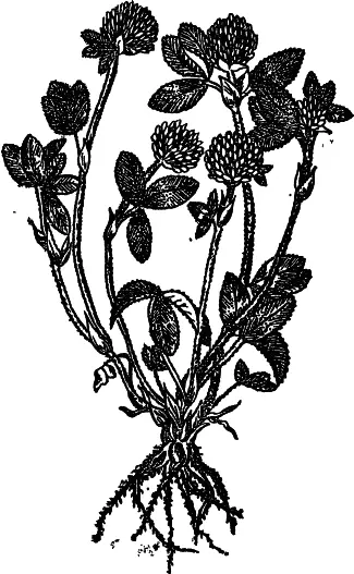 Рис 19 Клевер луговой Клевер гибридный шведский розовый Trifolium - фото 19