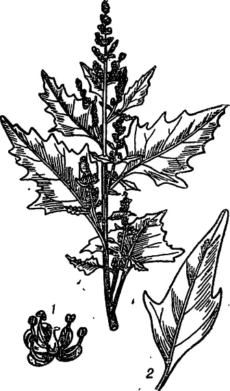 Рис 32 Марь красная 1 цветок 2 лист Марь красная Chenopodium rubrum - фото 32