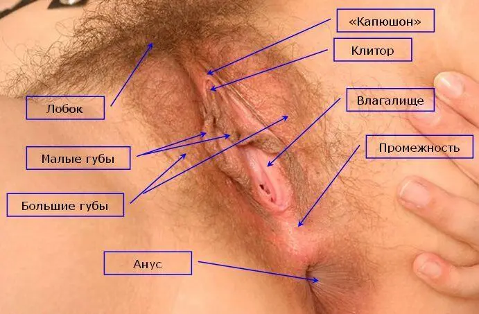 Когда ваша партнерша разведет ноги вы увидите между большими складками кожи - фото 1