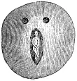 Рис 1470 Любопытный предмет из терракоты с двумя отверстиями и изображением - фото 647