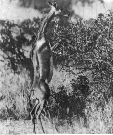 Стоя на задних ногах антилопа геренук запросто объедает листья и ветви высоких - фото 24