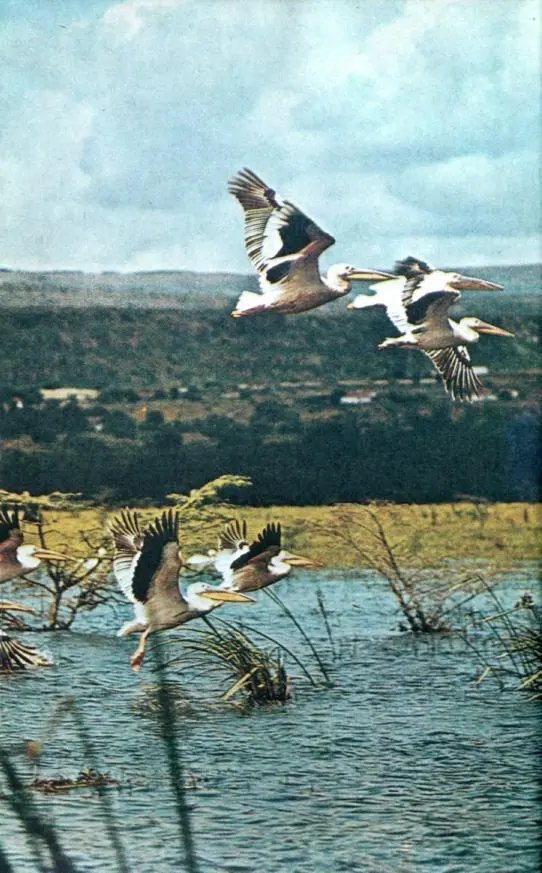 Пеликаны в полете Типичный представитель африканской саванны терновое - фото 25