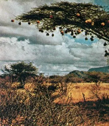 Типичный представитель африканской саванны терновое дерево с гнездами - фото 26