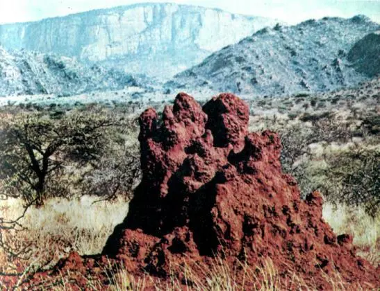 Красные холмики термитников оживляют ландшафт полупустынной саванны У - фото 27