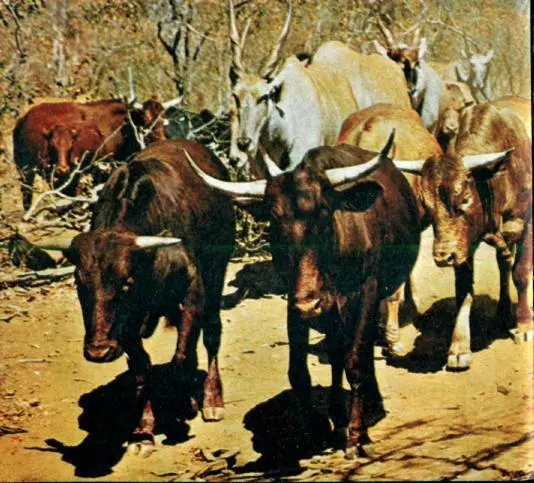 Антилопы кана пасутся вместе с домашним скотом Кочевники масаи ведут стадо - фото 33
