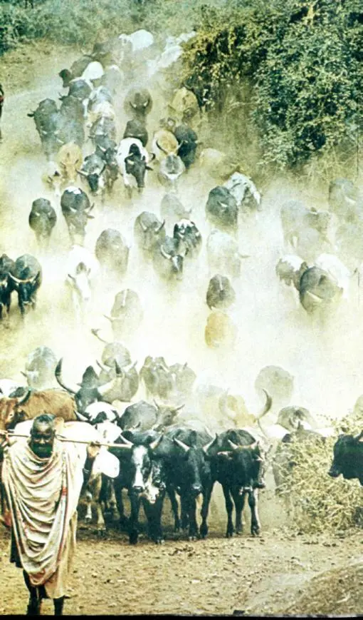 Кочевники масаи ведут стадо на водопой Верблюды и жирафы на водопое - фото 34