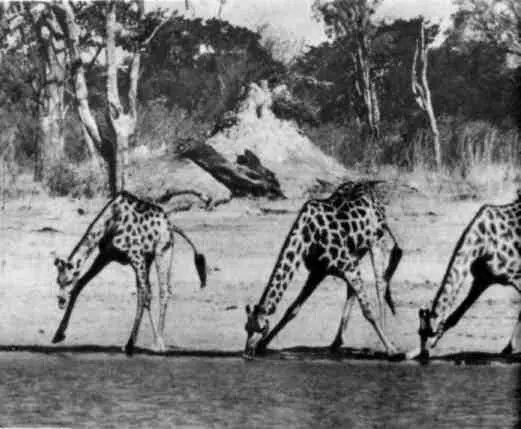 Верблюды и жирафы на водопое Джой Адамсон с львятами Эльса не боялась - фото 36