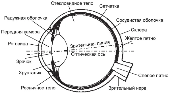 Рис 2Строение глаза Парадоксы центральной фиксации Таким образом - фото 2
