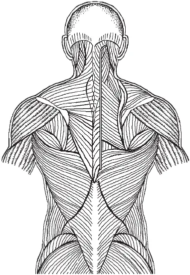 Рис 5Поверхностные мышцы спины Под ними находятся глубокие мышцы основные - фото 5