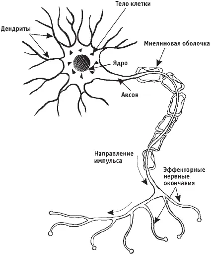 Рис 8Нервная клетка Нервная клетка со всеми отростками и конечными - фото 8
