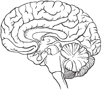 Рис 9Головной мозг От нервных центров по основному отростку аксону идут - фото 9