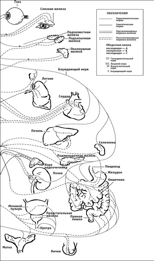 Рис 14Схема контроля головного мозга органов и систем через сегменты спинного - фото 19