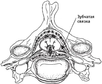 Рис 16Спинной мозг с оболочками и зубчатой связкой поперечный разрез Связка - фото 21