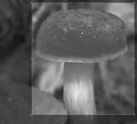 Рис 126Затенение обрезаемой части изображения Crop Обрезка имеет свои - фото 285