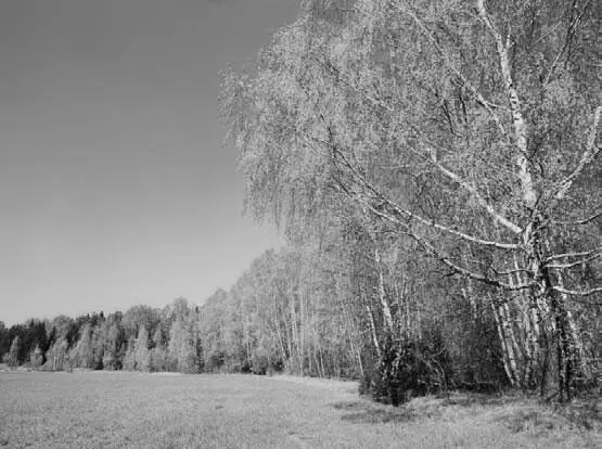 Рис 1622Листва пожелтела Если результат вас устраивает можно на этом - фото 423