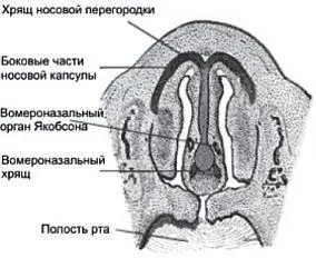 Здесь не стоит говорить о симпатиях к партнеру нет задача более масштабна - фото 5