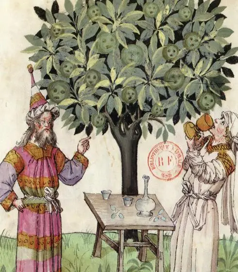 Корень мандрагоры на средневековом рисунке Что такое женьшень - фото 134