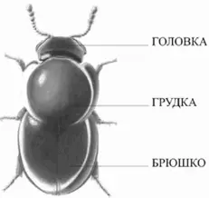 Рис 12 Принцип насекомого Грудке соответствует верхняя часть туловища на - фото 13