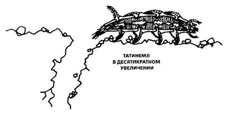 Вторая возможность высушить почву возникает благодаря способности ардийских - фото 33